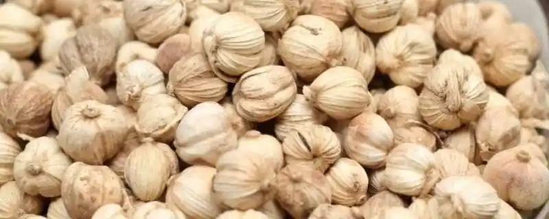 白蔻作为香料起什么作用(白蔻和白豆蔻是同一种香料吗)