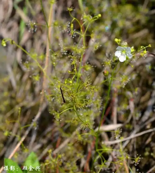 p>光萼茅膏菜(学名:drosera peltata smith var. glabrata y.z.