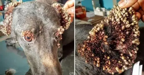 恐怖这种猫狗吸血鬼可能就在你脚边