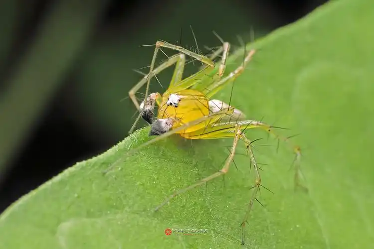 标题:【微距】六眼幽灵蛛