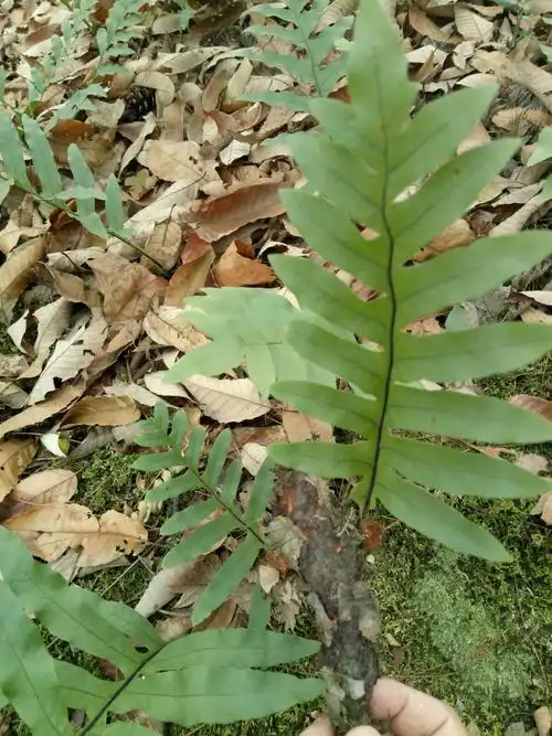 大山的树林里物产丰富