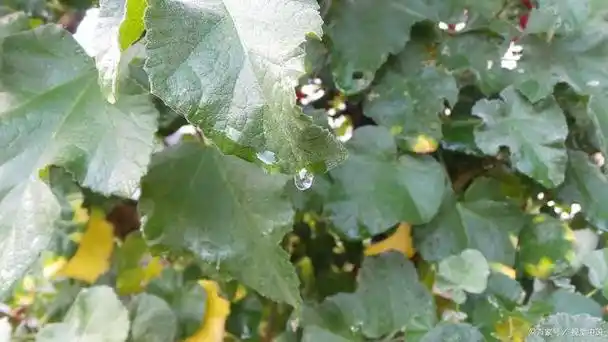 葡萄叶片发黄卷曲该如何处理?