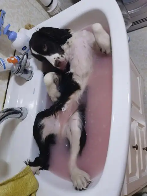 就是比外面干净,洗完毛也比外面的亮～#狗狗  #狗狗日常  #狗狗洗澡