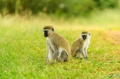 绿猴(祝贺荣获首页精华)