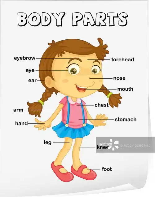 人体部位示意图海报