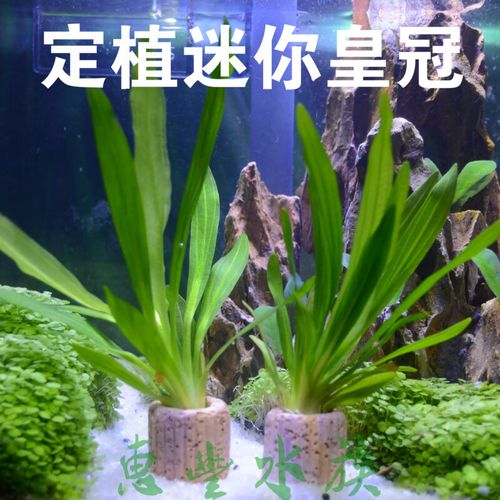 aipharow定植水草 过滤材料小鱼缸造景装饰活体水草植物套餐无需水草
