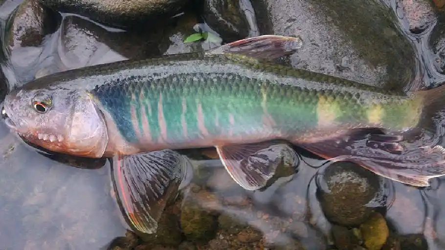 老钓友常在深山溪水中钓获这种野鱼不知道名字谁来帮他解答