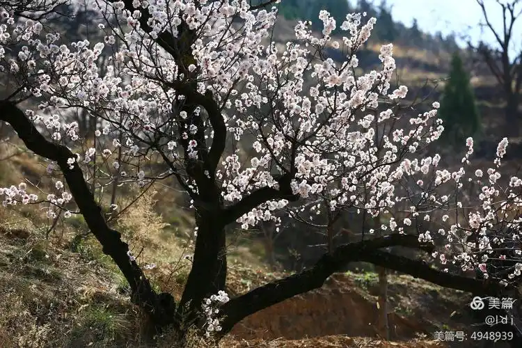 山野老杏树开新花