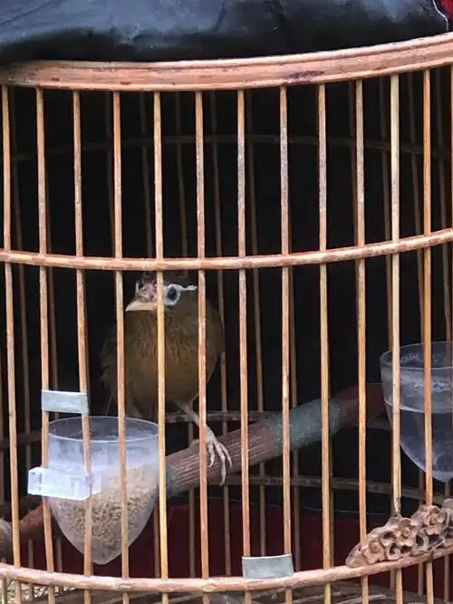 品相相当不错的宠物画眉鸟 - 东东画眉鸟套 - 图虫