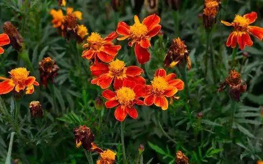 养菊还不如养一盆孔雀菊花色丰富艳丽花期长适合盆栽养