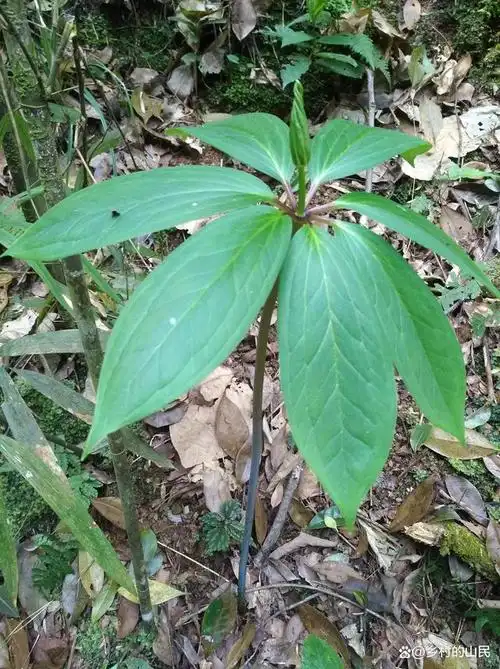 野生七叶一枝花,又称呼重楼,珍贵药材,也可以观赏当绿植