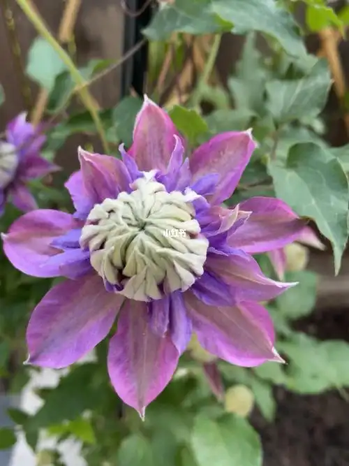 魔法喷泉铁线莲