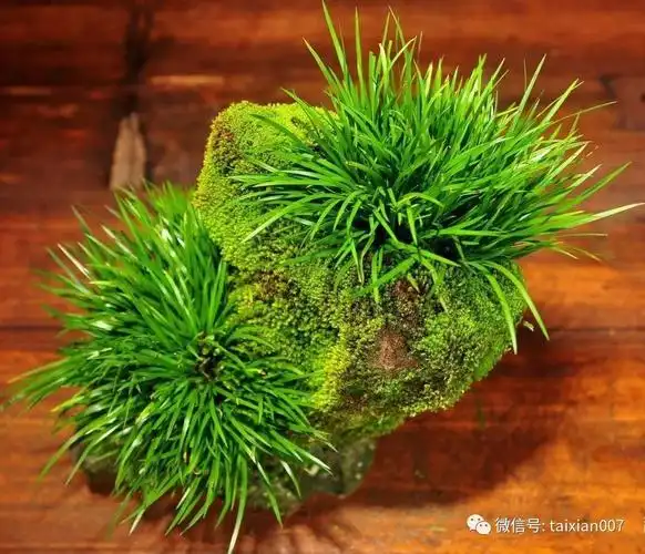 清供菖蒲案头山水