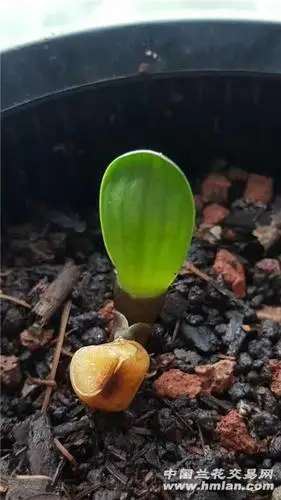 网购君子兰种子发芽全株白色