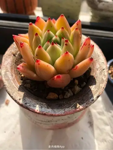 金色石英,颜色超好看啊