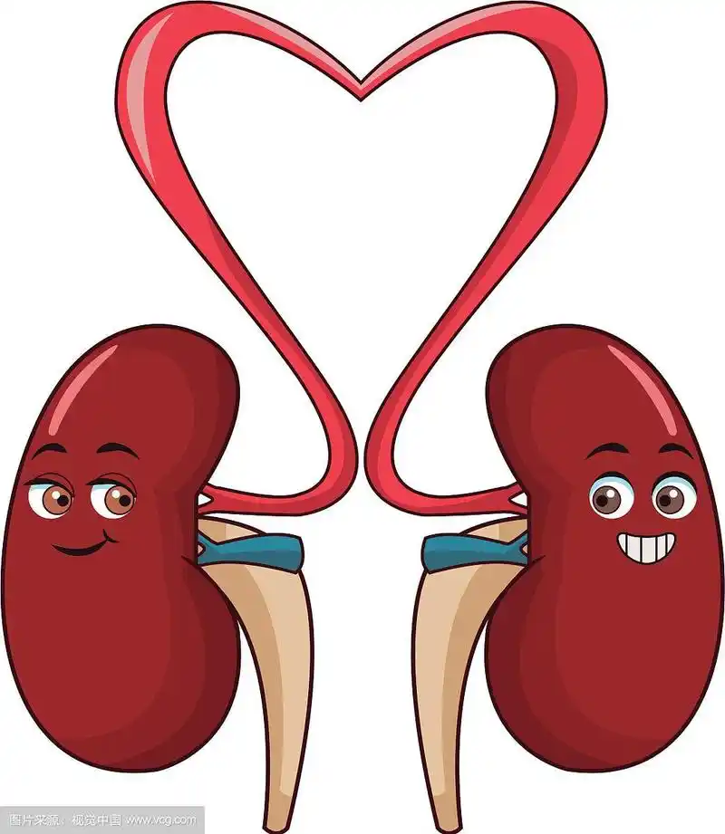 肾脏有趣的卡通