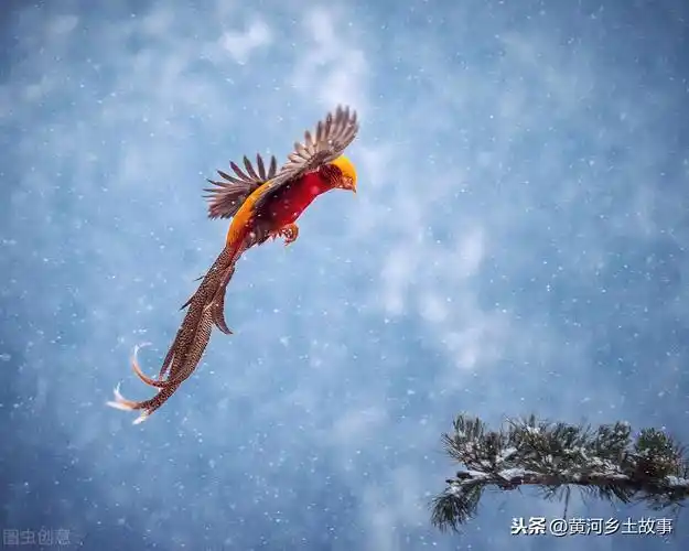 原创山西大山发现凤凰6旬农民大叔守护6年看鸟儿活成啥样