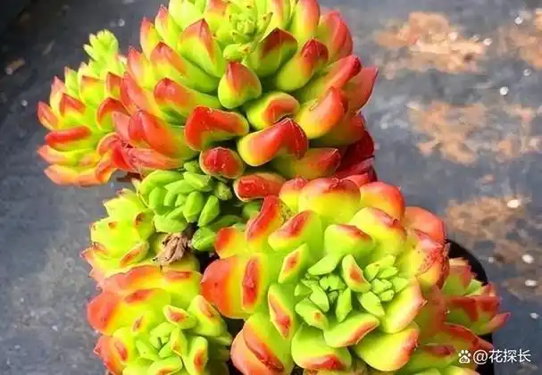 56多肉——小灯笼:全状态不输蒂亚,皮实好养,适合夏季盆栽