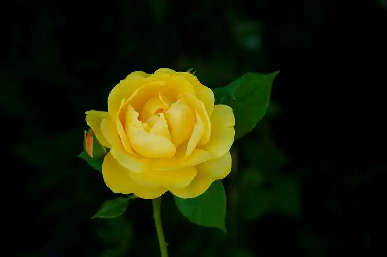 求解答,这种金色玫瑰叫什么名字?好像是叫黄金……什么的忘记了