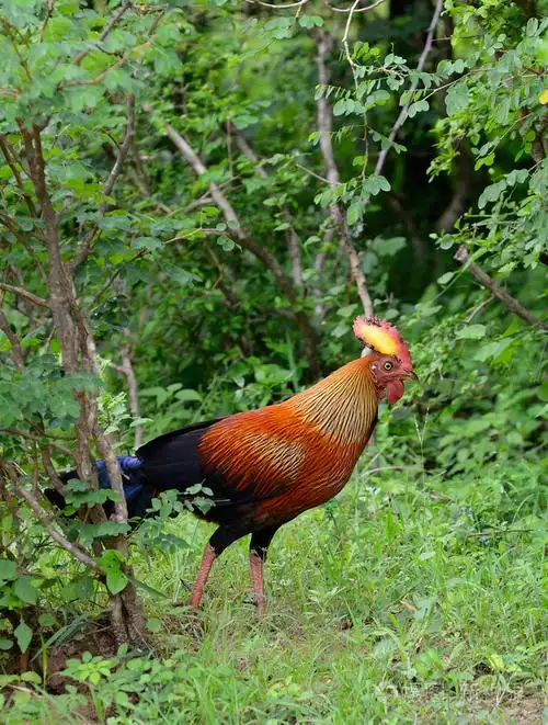 野生的公鸡