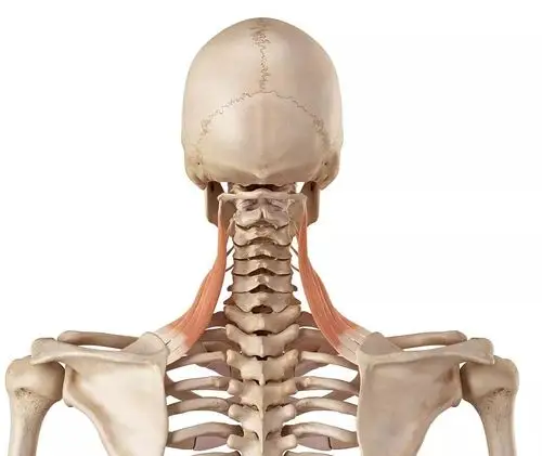 肩胛提肌功能与触诊