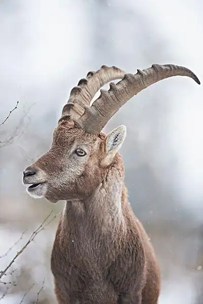 特写,头像,阿尔卑斯野山羊,羱羊,阿尔卑斯山,奥地利,冬天,施蒂里亚