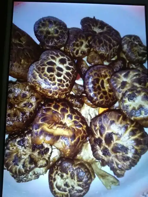 天山脚下鹿茸菇