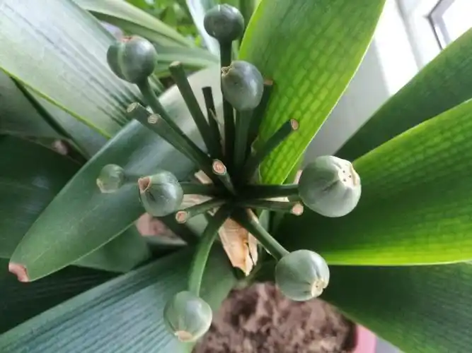 君子兰结的花籽