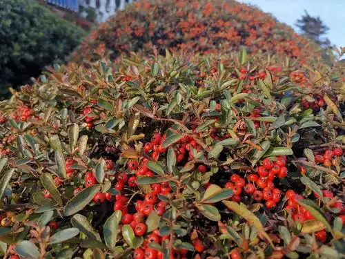 海滨徒步道边随处可见的不知名的红果树.