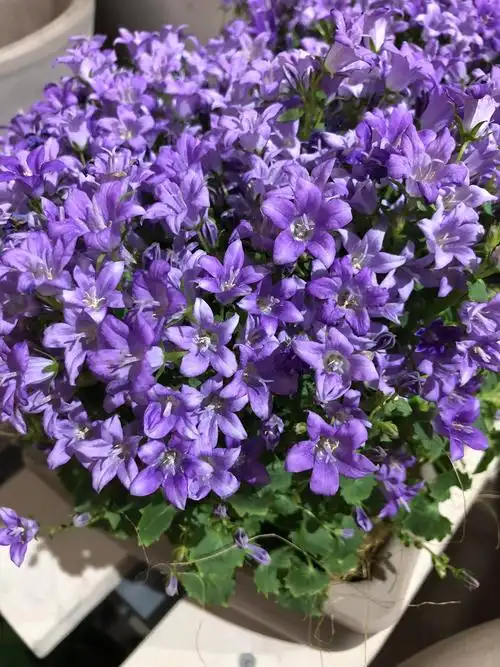 丹麦风铃草只能养一年吗