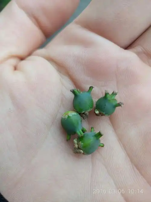 黄杨雀舌的果子