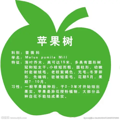 苹果树简介图片