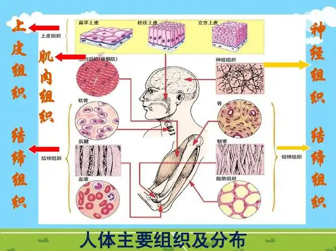 上 皮 肌 组 肉 织 组 织 结 缔 组 织 人体主要组织及分布 神 经 组