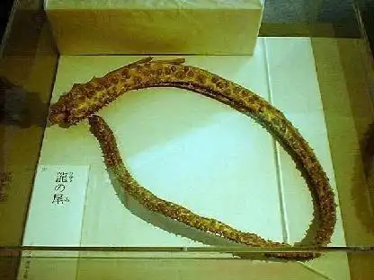 飞机上竟拍到真龙