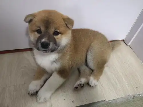 柴犬幼犬找新家