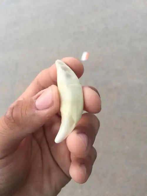 1 小时前   最佳答案 看不清,牙冠有点小,但造型还是符合狼牙特征的