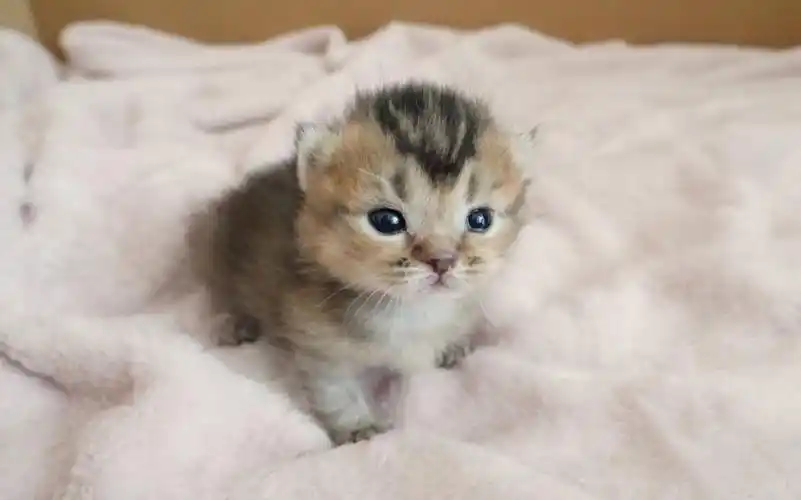 小猫宝宝被猫妈妈强行叫醒