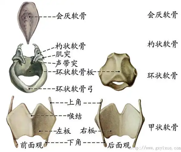 主要有甲状软骨,环状软骨,会厌软骨及杓状软骨.