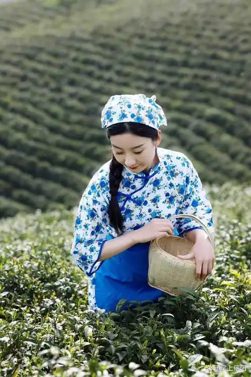 春天偶遇:信阳毛尖茶山上靓丽的采茶妹