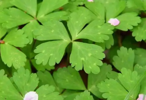 农村这野草叫鹅掌草对祛风湿有好用遇见可以采摘一些