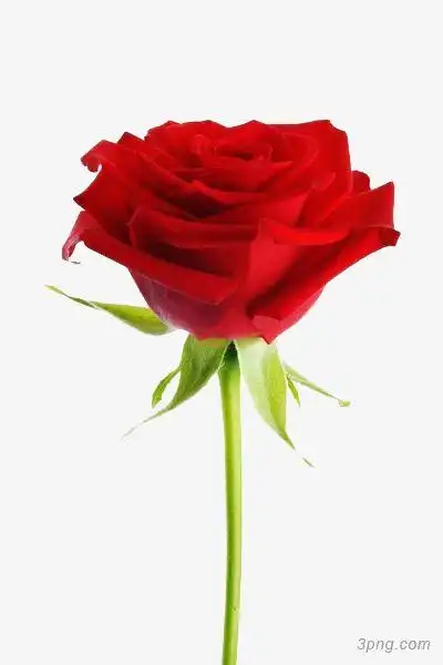 一朵红色玫瑰花png素材透明免抠图片动植人物