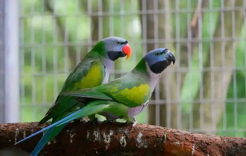 确认过眼神这是四川鹦鹉