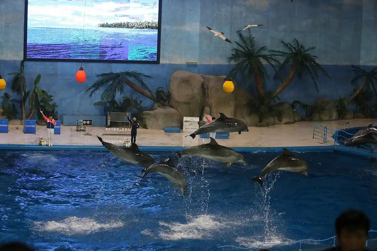 西安的三个海洋馆各有特色,曲江海洋极地公园注重游客体验和科普,幻