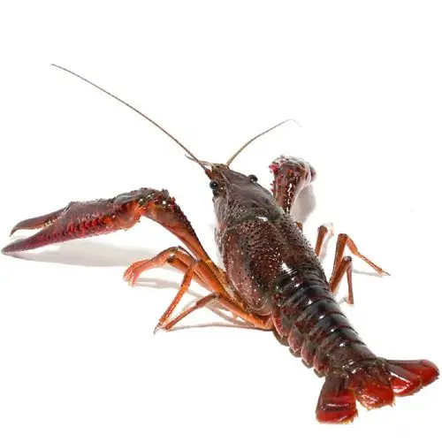 【产地直发】洪湖鲜活小龙虾 1kg (5-7钱/只)【行情 报价 价格 评测