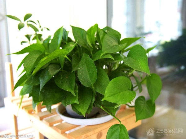 常见的防辐射植物有哪些7种防辐射必备植物介绍