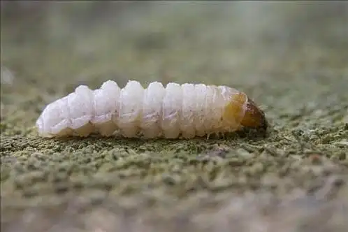 节肢动物图片_节肢动物图片大全_节肢动物图片素材