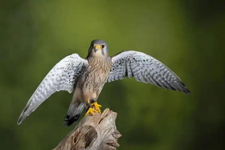 同在蓝天下人鸟共家园