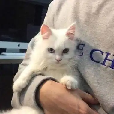 带小猫的可爱男生头像 男生头像图片大全 -【爱个性】