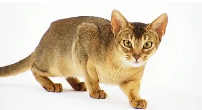 2017年世界上最可爱的十种猫品种