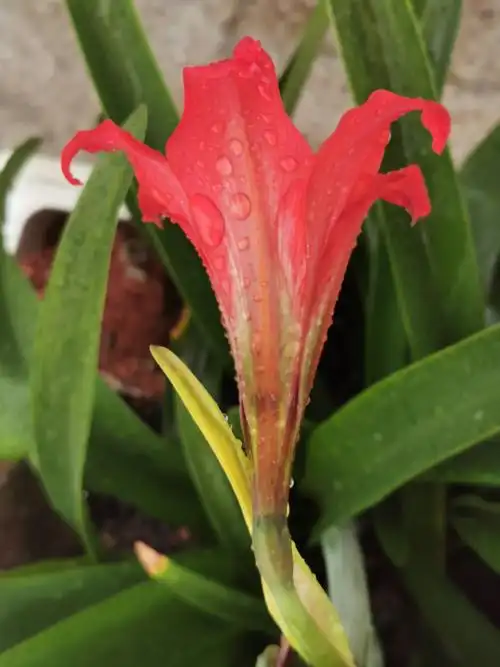 春夏之交,最后的一朵鹤顶红开了.